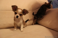 щенки чихуа хуа  - Изображение #3, Объявление #438851