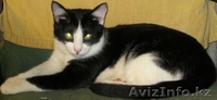 КОТИКИ СРОЧНО ИЩУТ ХОЗЯЕВ  - Изображение #1, Объявление #25585