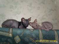 ДОНСИХ СФИНКСИКОВ - Изображение #2, Объявление #446785