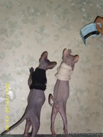 ДОНСИХ СФИНКСИКОВ - Изображение #3, Объявление #446785