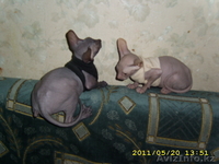 ДОНСИХ СФИНКСИКОВ - Изображение #1, Объявление #446785