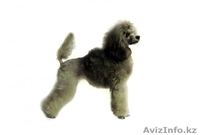 Щенки серебристого миниатюрного пуделя - продам - Изображение #3, Объявление #432914