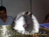 КРОЛИКИ ДЕКОРАТИВНЫЕ КАРЛИКОВЫЕ - Изображение #4, Объявление #446822
