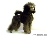 Щенки серебристого миниатюрного пуделя - продам - Изображение #2, Объявление #432914