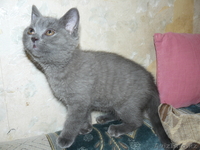 БРИТАНСКИЕ КОТЯТА РАЗНЫХ ОКРАСОВ - Изображение #1, Объявление #447033