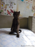 БРИТАНСКИЕ КОТЯТА РАЗНЫХ ОКРАСОВ - Изображение #2, Объявление #447033