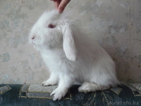 КРОЛИКИ ДЕКОРАТИВНЫЕ КАРЛИКОВЫЕ - Изображение #2, Объявление #446822