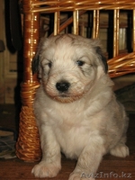 Продаю щенков Южнорусской овчарки - Изображение #2, Объявление #451866