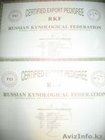 Продаю щенков Южнорусской овчарки - Изображение #5, Объявление #451866