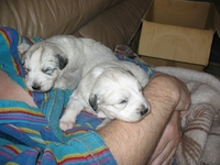 Продаю щенков Южнорусской овчарки - Изображение #4, Объявление #451866