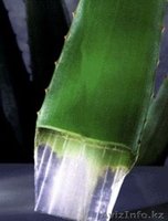 Натуральные соки из серии Алоэ Вера 96% - Изображение #1, Объявление #461771