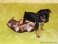 Продам щенков русского той-терьера в Алматы. - Изображение #3, Объявление #463869