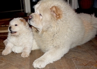 Чау-чау щенок продается - Изображение #3, Объявление #477231