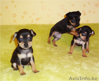 Продам щенков русского той-терьера в Алматы. - Изображение #2, Объявление #463869