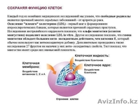 Ксанго — витаминно-минеральный комплекс №1 в мире. - Изображение #8, Объявление #460107