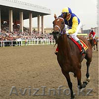 Продажа Племенных лошадей  - Изображение #4, Объявление #471851