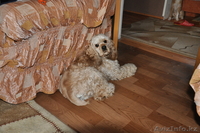 borbossonik_1996@mail.ru - Изображение #1, Объявление #479917