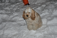 borbossonik_1996@mail.ru - Изображение #2, Объявление #479917