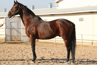 Продажа Племенных лошадей  - Изображение #2, Объявление #471851