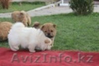 Щенки Чау-Чау шоу класса. - Изображение #2, Объявление #460664