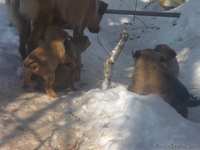 Отдам щенят в хорошие руки - Изображение #5, Объявление #480909