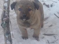 Отдам щенят в хорошие руки - Изображение #3, Объявление #480909