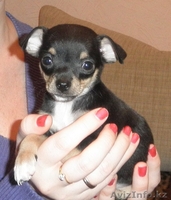 pfvtxfntkmyst щенки той-терьера - Изображение #3, Объявление #465783