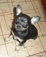 pfvtxfntkmyst щенки той-терьера - Изображение #1, Объявление #465783