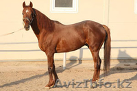 Продажа Племенных лошадей  - Изображение #3, Объявление #471851