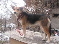 «Самая красивая и добрая собака Герда ищет новых хозяев!» - Изображение #2, Объявление #482905