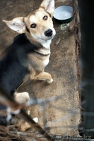 «Самая красивая и добрая собака Герда ищет новых хозяев!» - Изображение #1, Объявление #482905