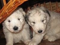 Продаю щенков Южнорусской овчарки - Изображение #7, Объявление #451866