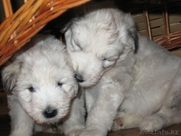 Продаю щенков Южнорусской овчарки - Изображение #8, Объявление #451866