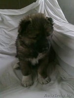 продам кавказскую овчарку  - Изображение #1, Объявление #512634