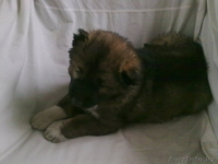 продам кавказскую овчарку  - Изображение #2, Объявление #512634