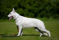 щенки овчарки от родителей чемпионов России!!!  - Изображение #3, Объявление #497856