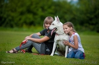 щенки овчарки от родителей чемпионов России!!!  - Изображение #2, Объявление #497856