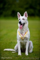 щенки овчарки от родителей чемпионов России!!!  - Изображение #1, Объявление #497856