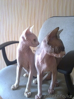 элитные котята канадского сфинкса - Изображение #2, Объявление #508881