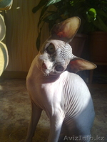 элитные котята канадского сфинкса - Изображение #1, Объявление #508881