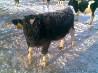 Продам 400 голов племенных бычков  - Изображение #2, Объявление #511860