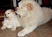 Чау-чау породистый щенок - Изображение #3, Объявление #489891