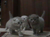 Вислоухие котятки с документами.  - Изображение #3, Объявление #503954