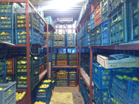 Продаются яблоки (предгорье Заилийского Алатау) - Изображение #3, Объявление #492753