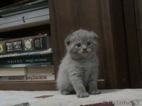 Вислоухие котятки с документами.  - Изображение #2, Объявление #503954