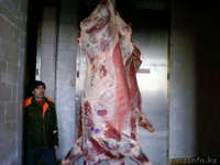 мясо говядины и свинины оптом - Изображение #1, Объявление #515362