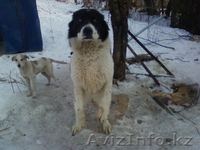 Продам! Щенок породы-Алабай - Изображение #1, Объявление #486409