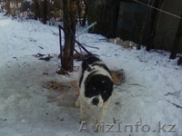 Продам! Щенок породы-Алабай - Изображение #2, Объявление #486409