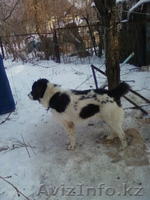 Продам! Щенок породы-Алабай - Изображение #3, Объявление #486409