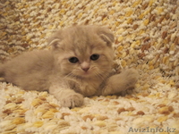 продам вислоухих котят - Изображение #2, Объявление #496635